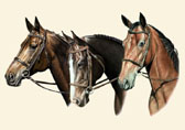 Three Thoroughbreds